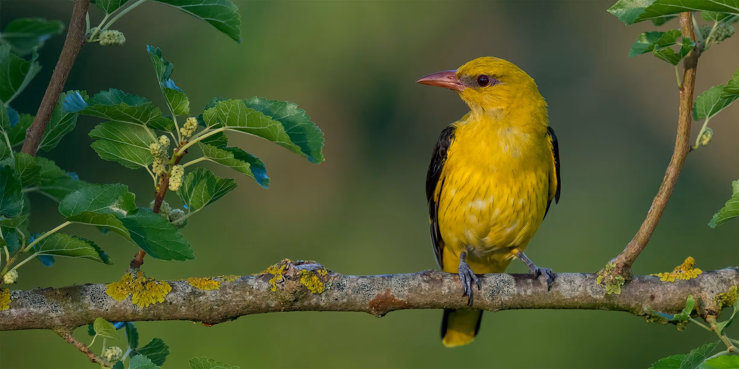 Logo-Vogel der SUNK: der Pirol
