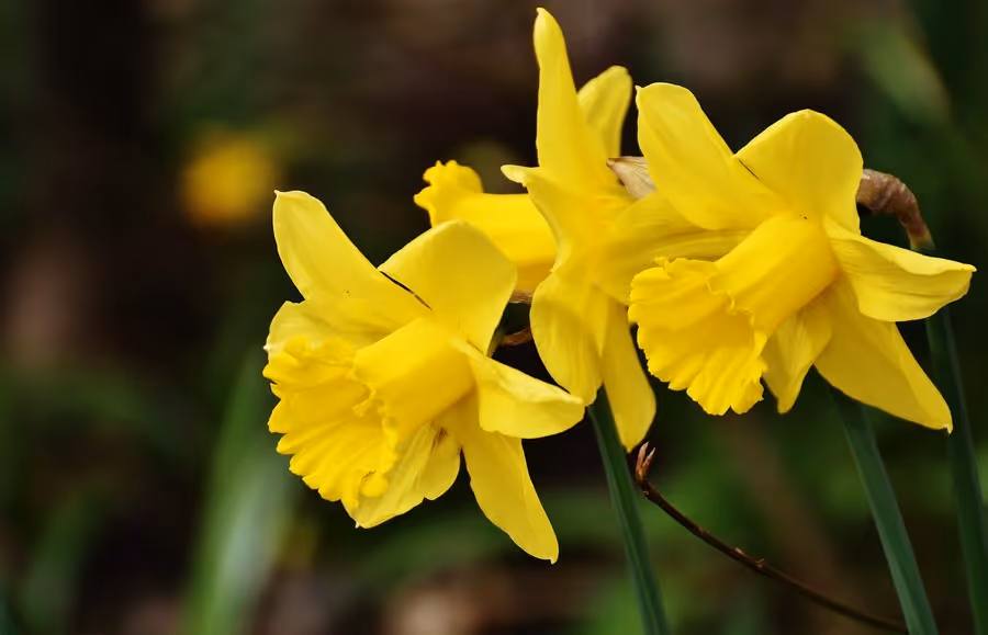 Trompeten-Narzisse Tamara 