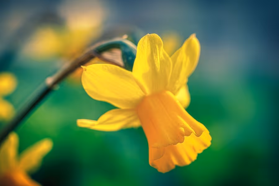 Alpenveilchen-Narzisse February Gold 