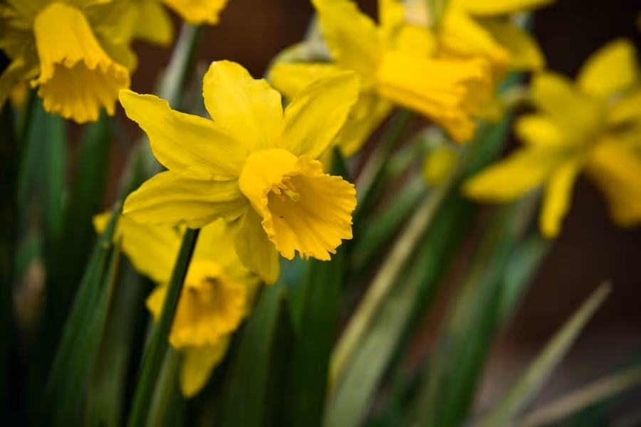 Alpenveilchen-Narzisse Rapture