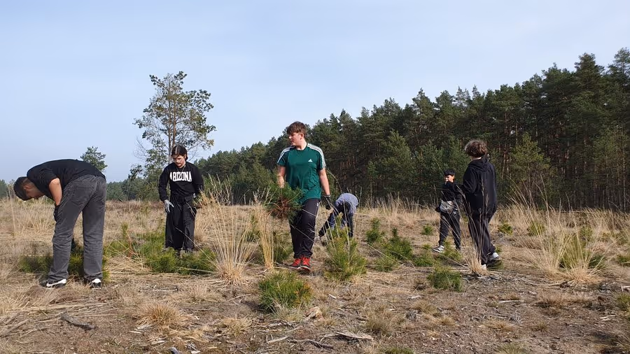 Jugendliche Freiwillige ziehen junge Kiefern aus dem sandigen Boden.