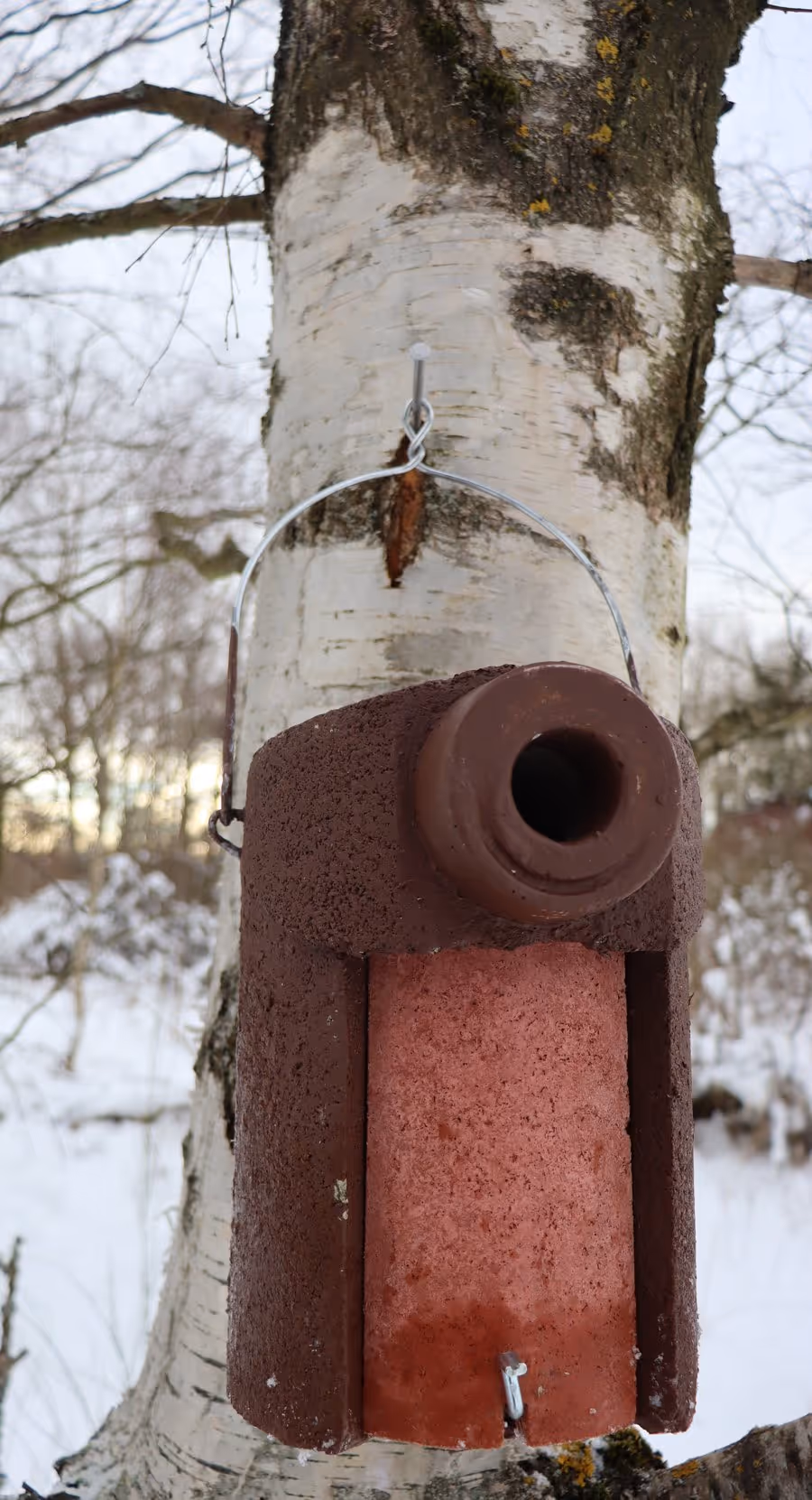 Nistkasten an einer Birke in winterliche Szene.