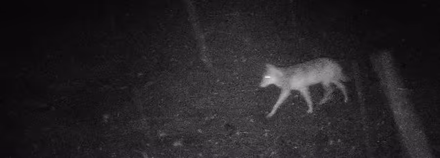 Wildtierkamera-Nachtaufnahme eines vorbeiziehenden Wolfes.