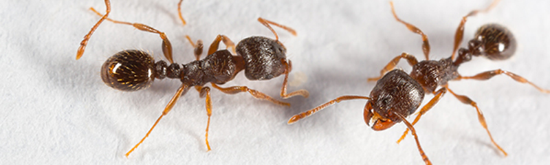 Ant Pest Control