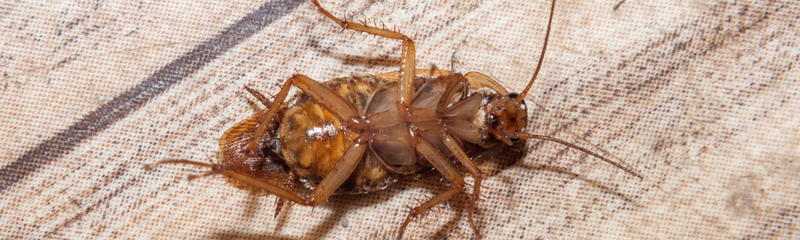 Cockroach Pest Control