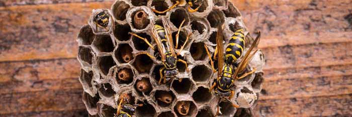 Wasp Control