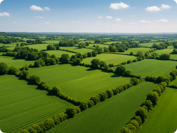 Aerial view of green agricultural fields separated by rows of trees under a partly cloudy sky.