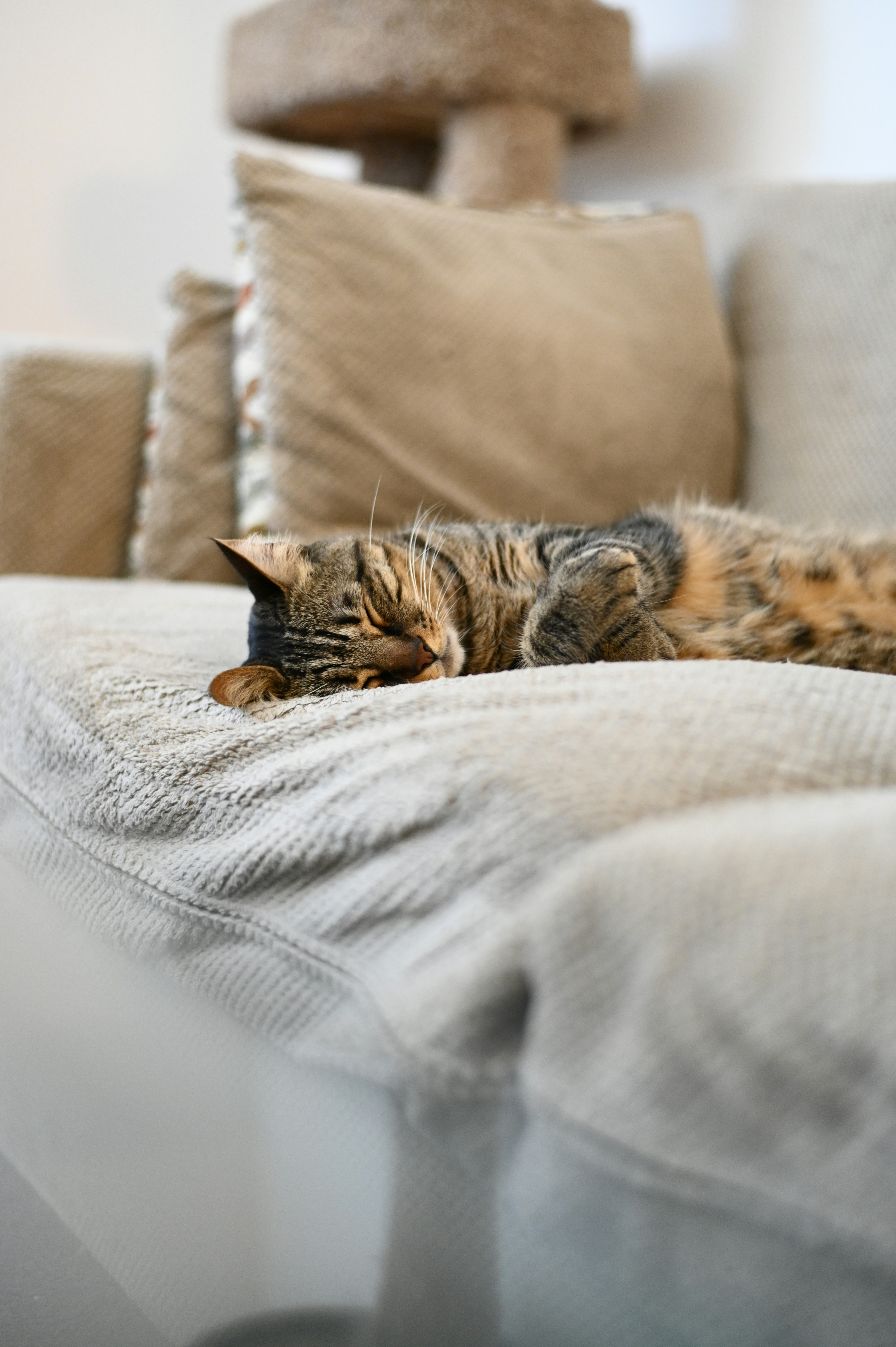 Cat laying on couch stock image