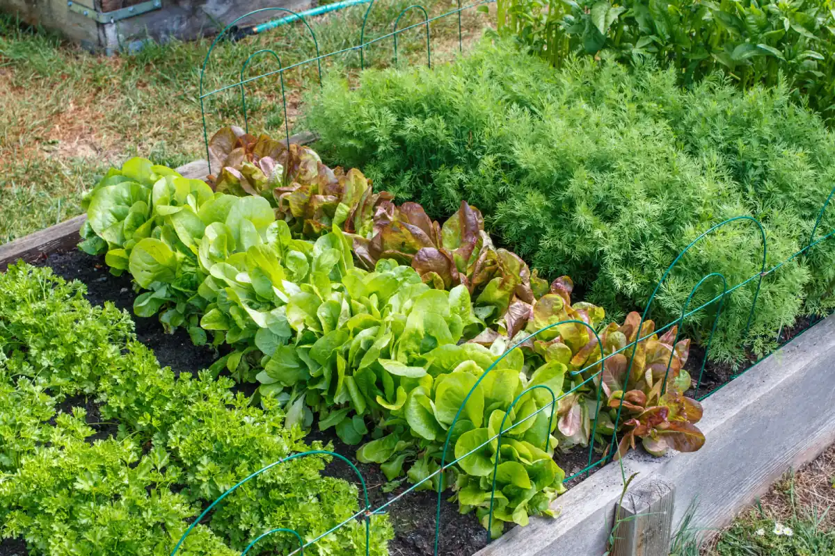 grow your vegetables garden bed with fresh lettuce and greens
