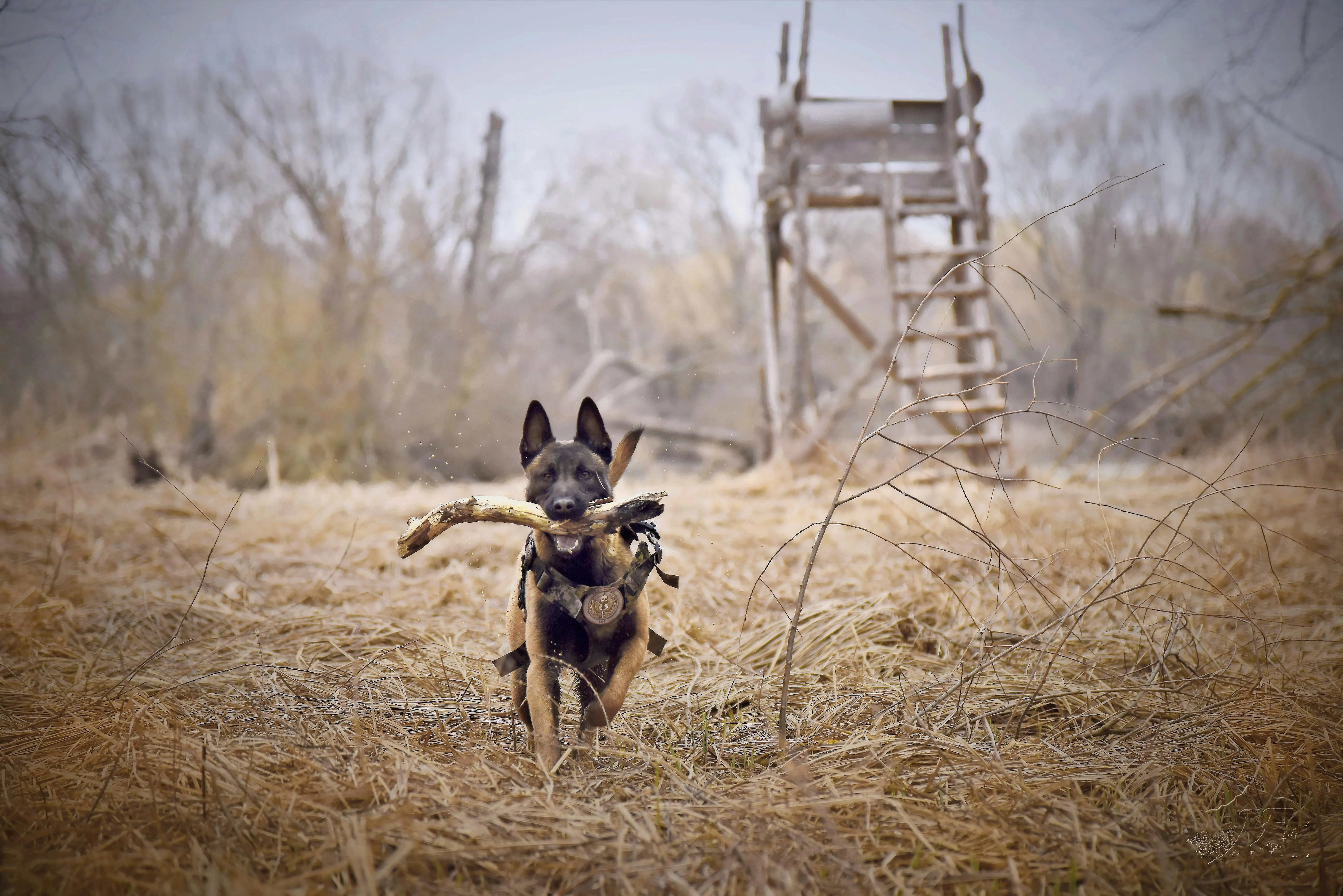 Belgian Malinois dog running through dry grass carrying a large stick in its mouth near a wooden hunting stand.