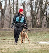 Handler in winter clothing heeling a Belgian Malinois during outdoor obedience training
