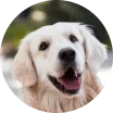 Happy golden retriever dog looking up with an open mouth outdoors.