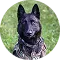 Close-up of a black dog with erect ears sitting outdoors on grass.