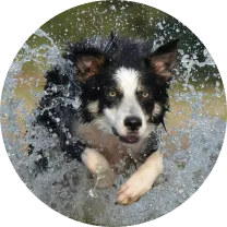 Black and white dog running through splashing water outdoors.