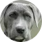 Close-up of a gray dog with light-colored eyes looking forward.