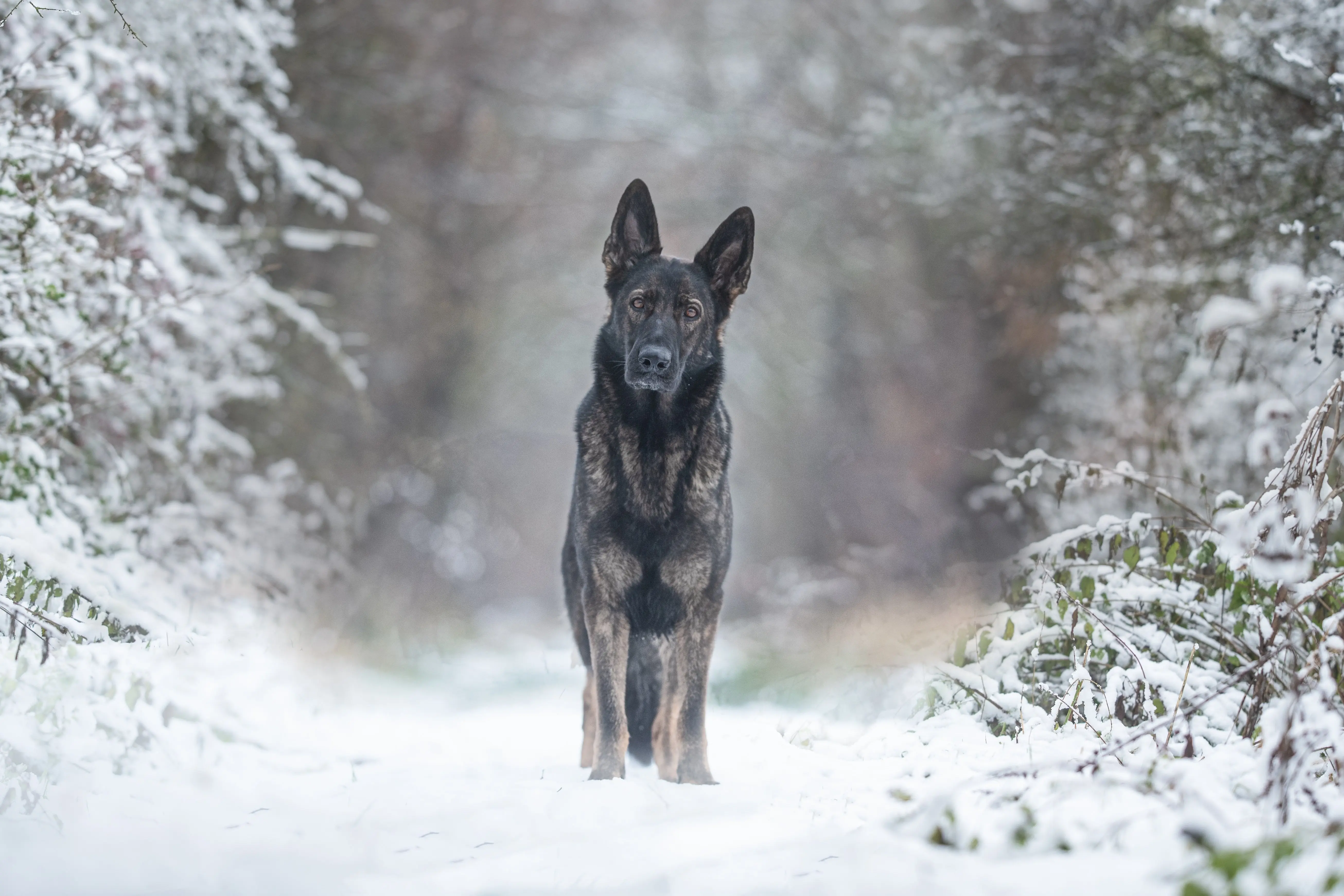 Black and brown German Shepherd standing on a snowy path surrounded by snow-covered bushes.