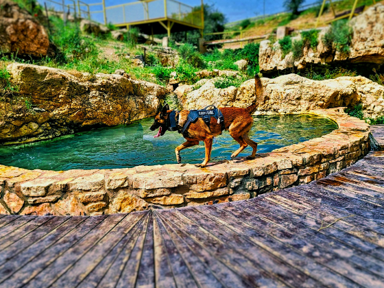 Dog wearing a service vest walking beside a stone-bordered pond with wooden deck and rocky landscape in the background.