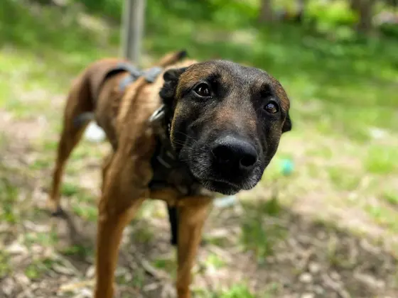 Brown dog with black face and harness looking closely at the camera in a grassy outdoor setting.