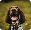 Close-up of a happy German Shorthaired Pointer dog with mouth open and ears flapping.