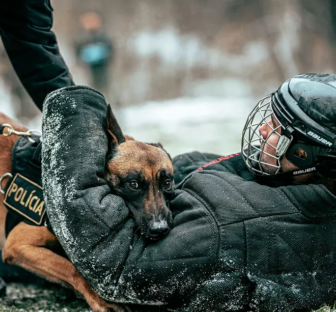 Police dog biting a padded sleeve worn by a helmeted trainer during a training exercise.