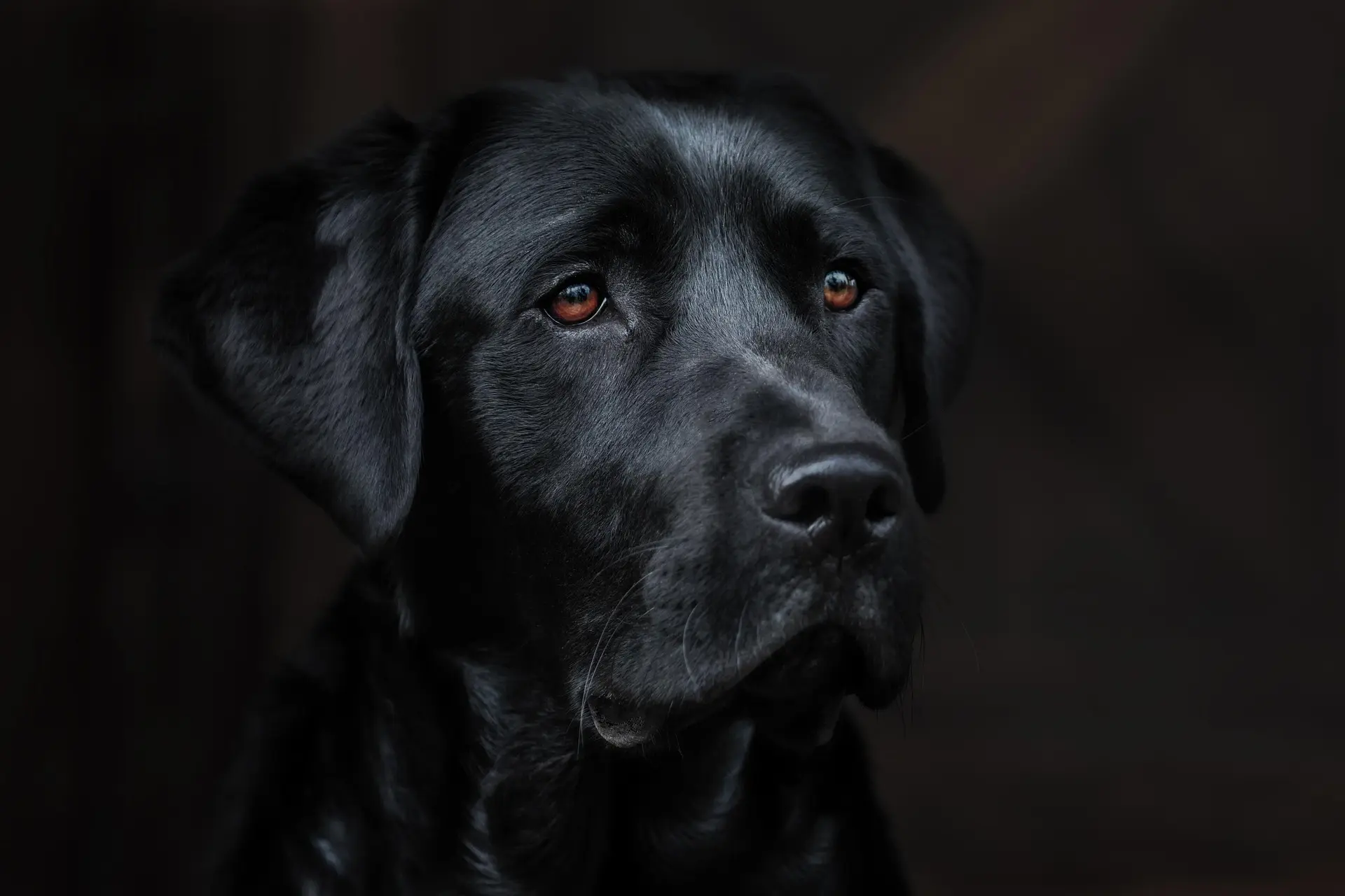Close-up of a black Labrador retriever with deep brown eyes looking slightly to the right against a dark background.