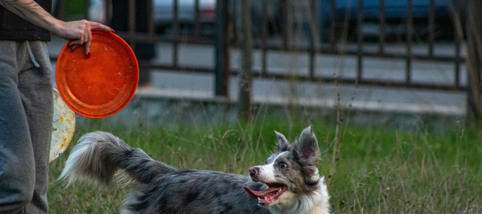 Person holding orange frisbees while a Border Collie dog looks at them excitedly in grassy area.