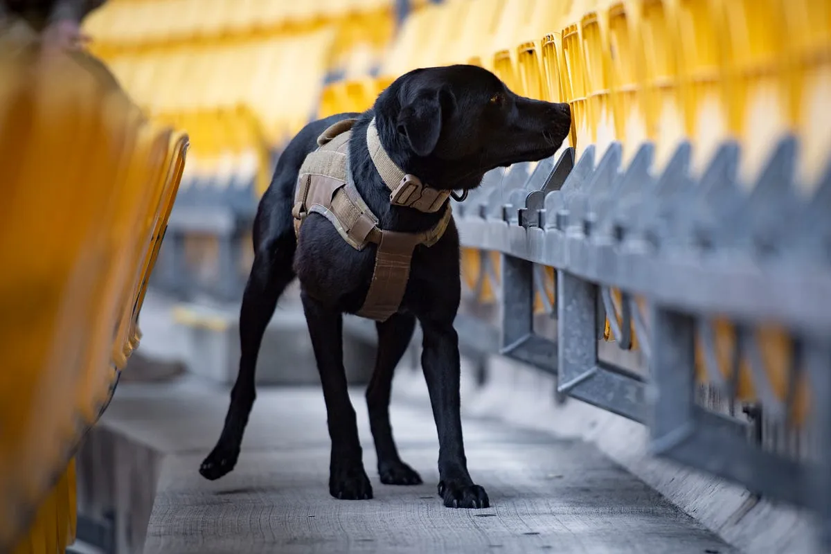Black dog wearing a tan harness sniffing yellow stadium seats.