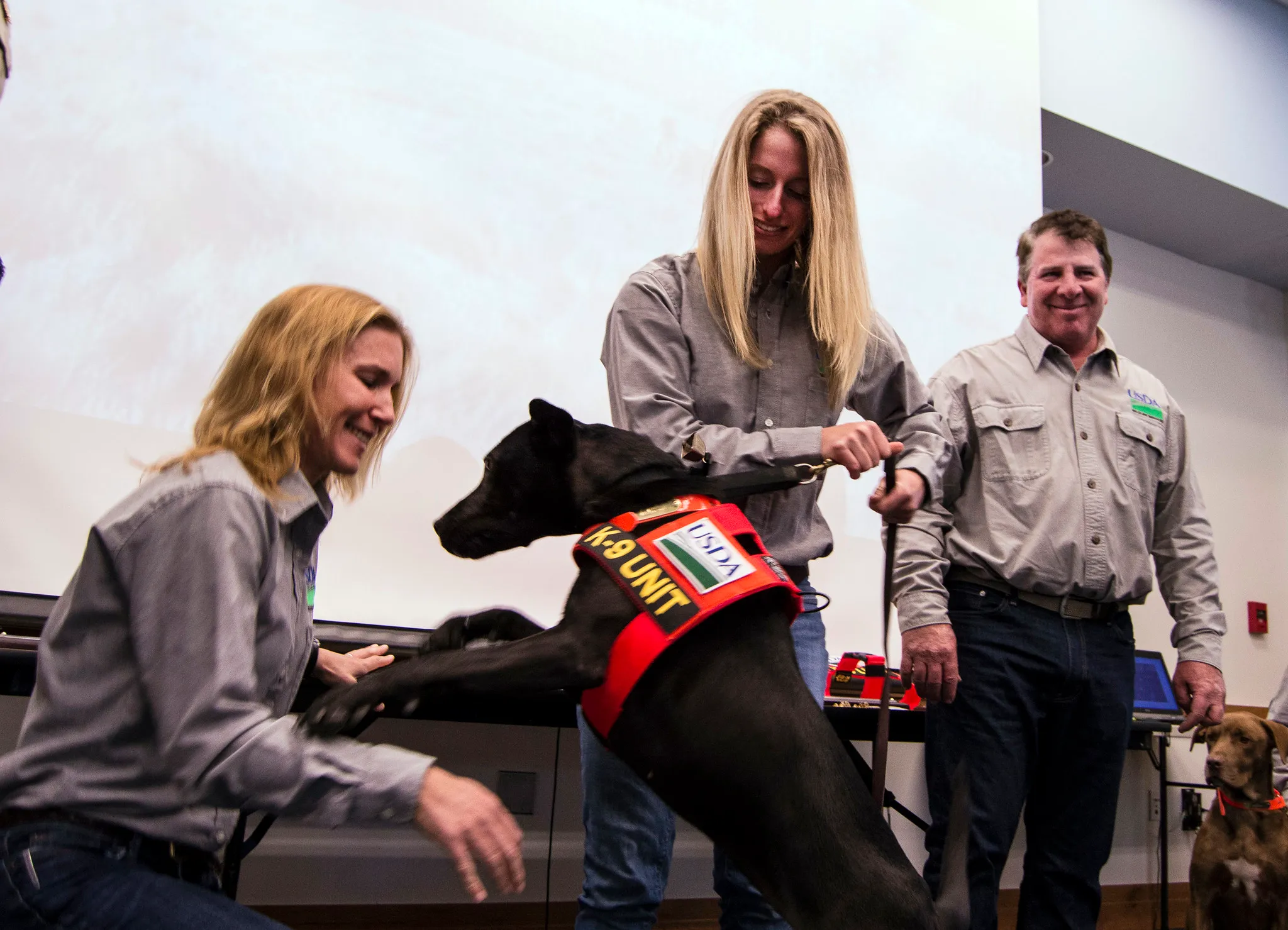 Two women and a man in USDA uniforms interact with two dogs, one wearing a USDA K-9 UNIT vest, in a training or presentation setting.