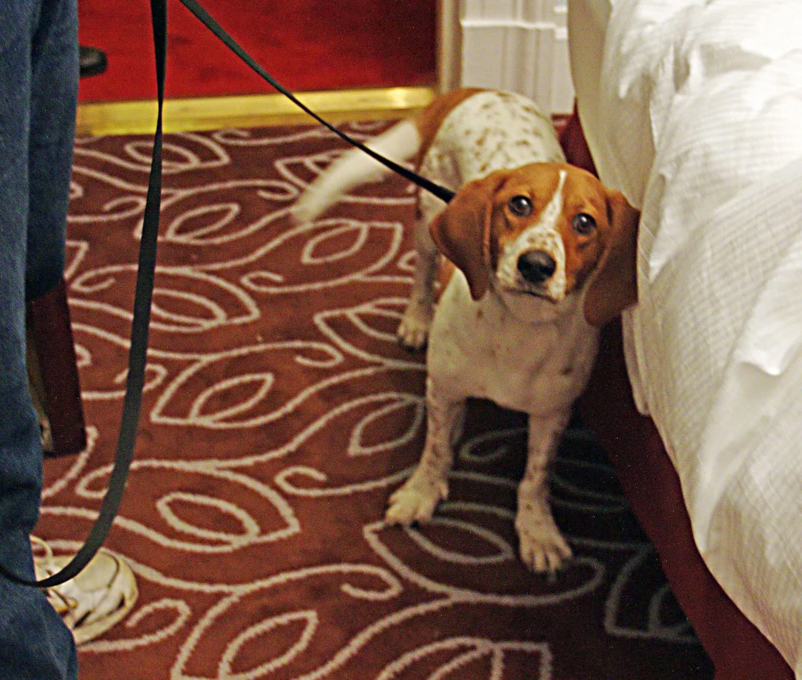 Small brown and white spotted dog on a black leash standing on a patterned carpet next to a bed.