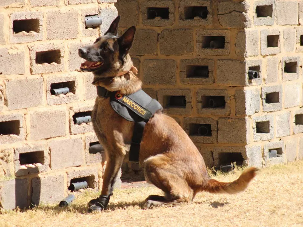 Narcotics detection dog wearing a harness sitting on grass near a brick wall.