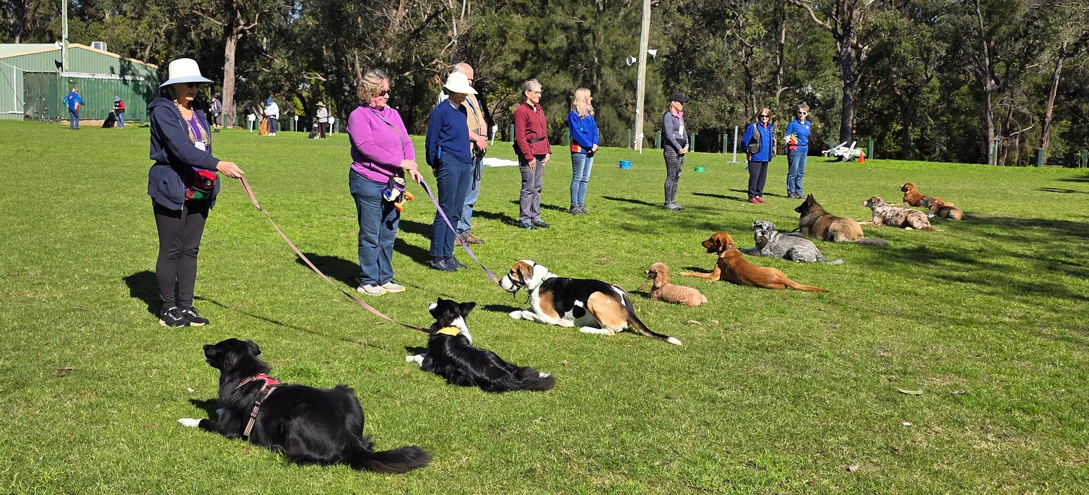 People standing in a line on grass with various dog breeds lying in front of them during an outdoor dog training class.