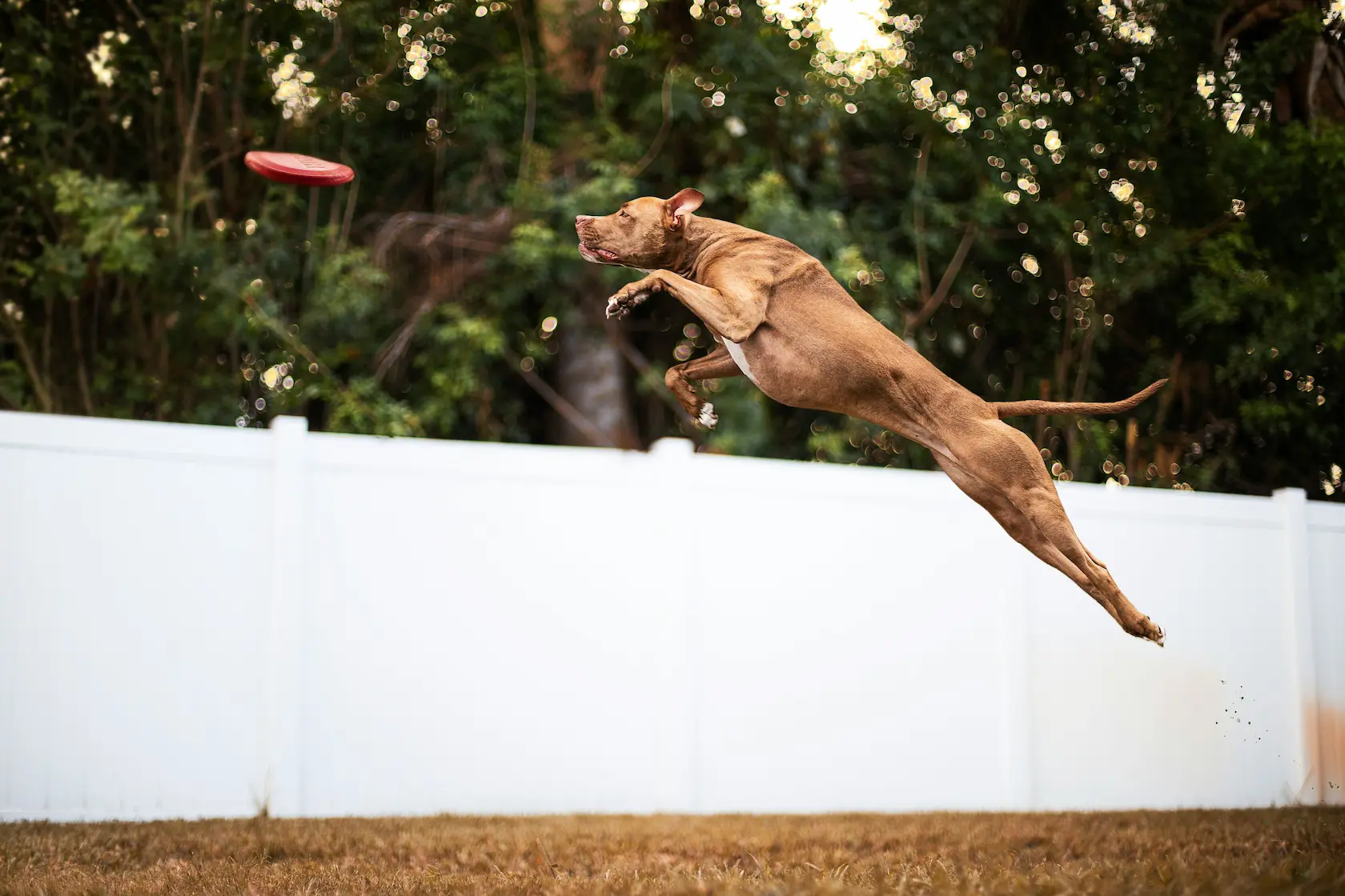 Brown dog leaping mid-air outdoors to catch a red flying disc near white fence and trees.