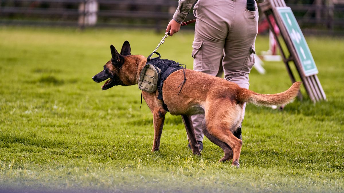 Working dog in a harness training on a grass field with its handler.