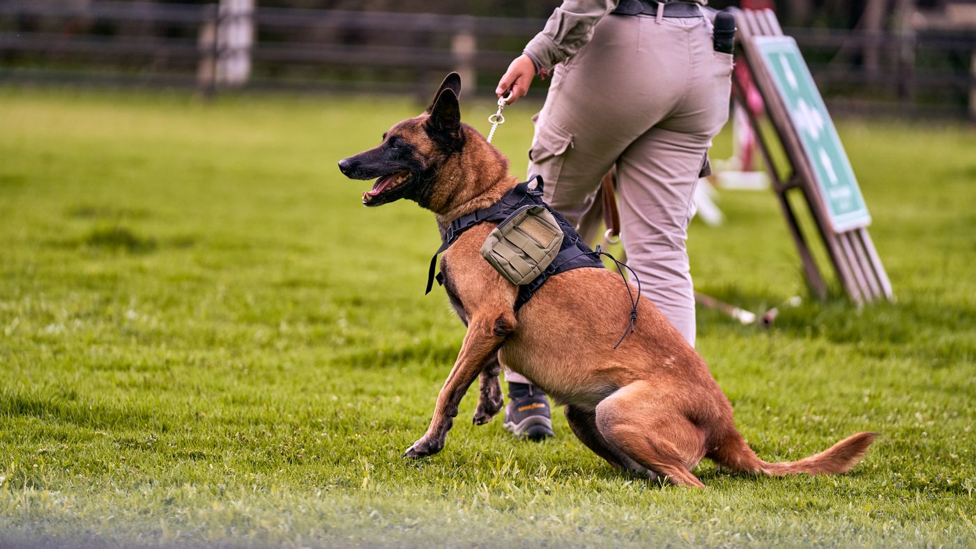 Belgian Malinois in a working harness training on a grass field with its handler.