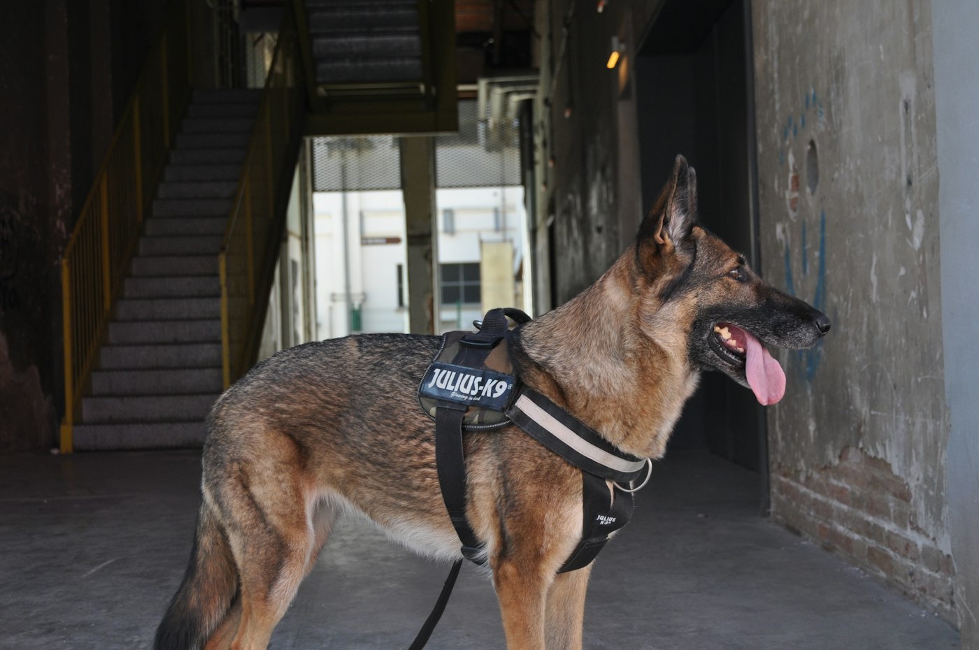 German Shepherd in a working harness standing in an industrial building.