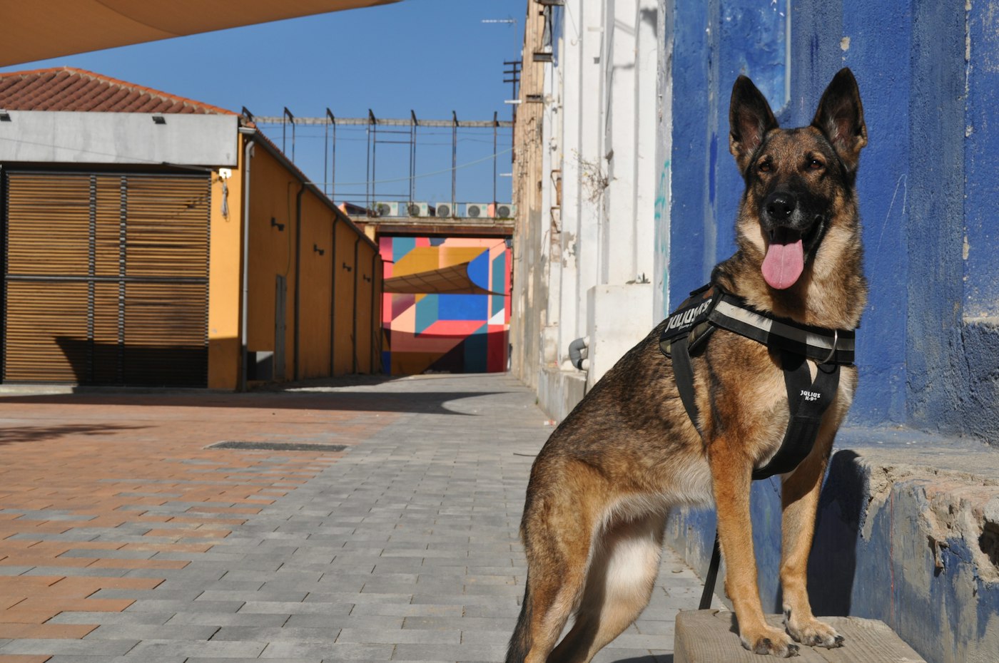 German Shepherd on a black leash looking ahead.