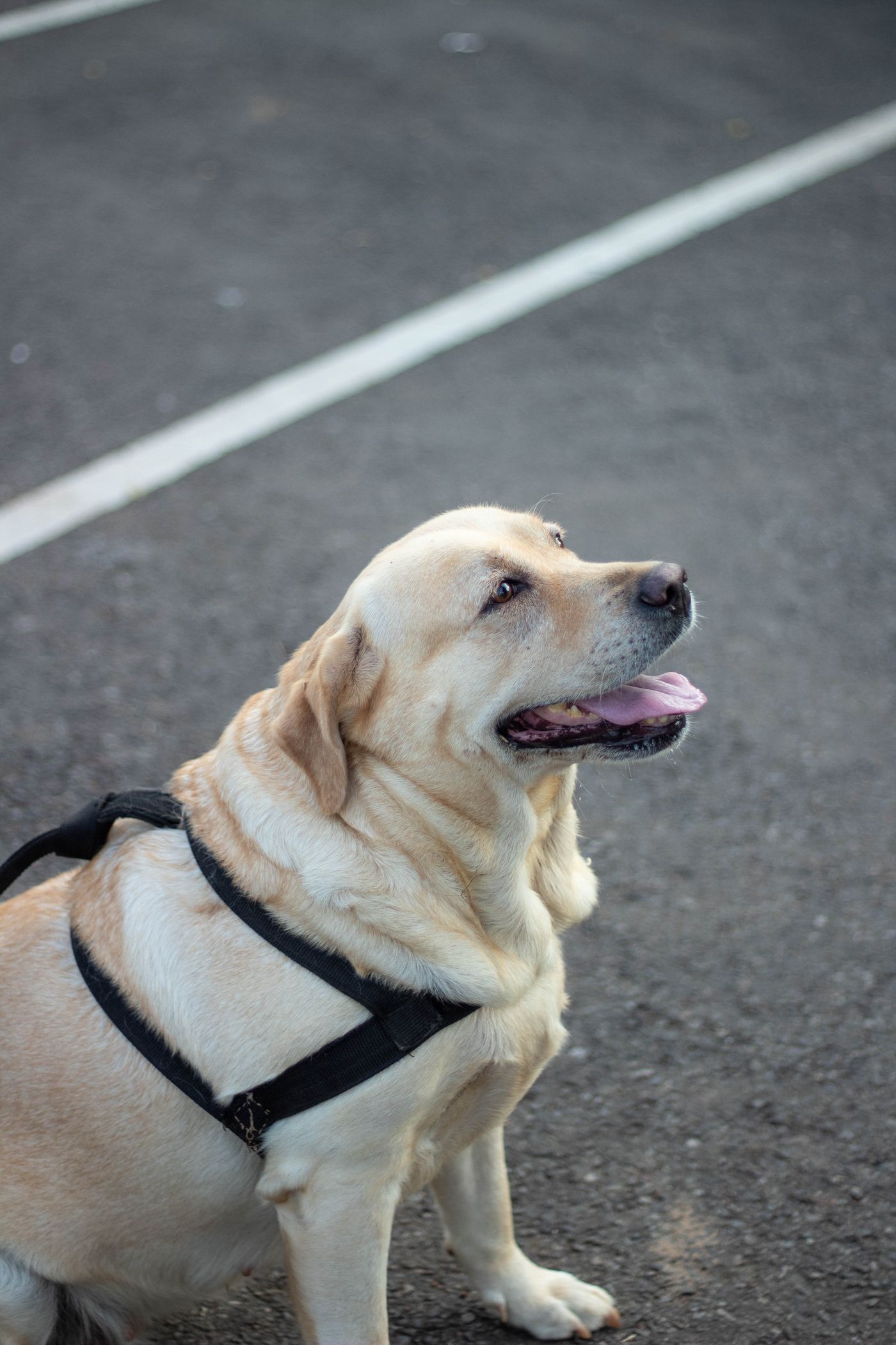 Labrador Retriever in a harness sitting on pavement.