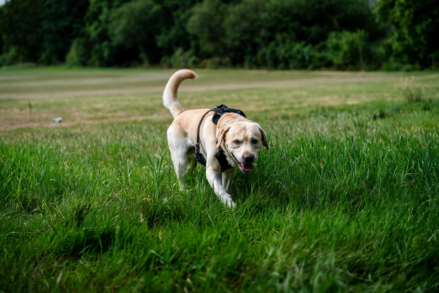 Labrador Retriever in a harness working across a green field.