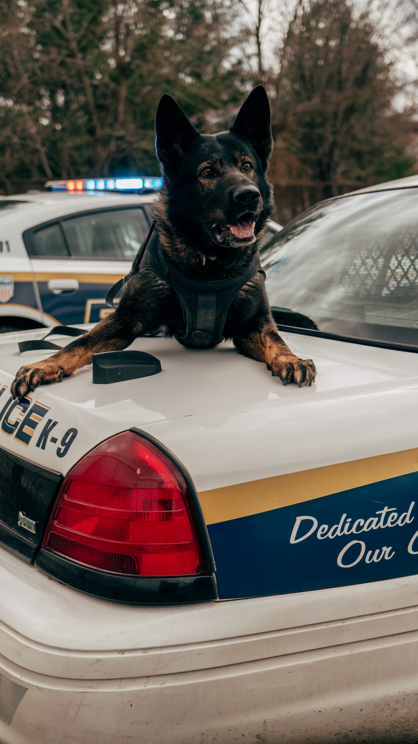 Police K9 sitting on top of a patrol car.