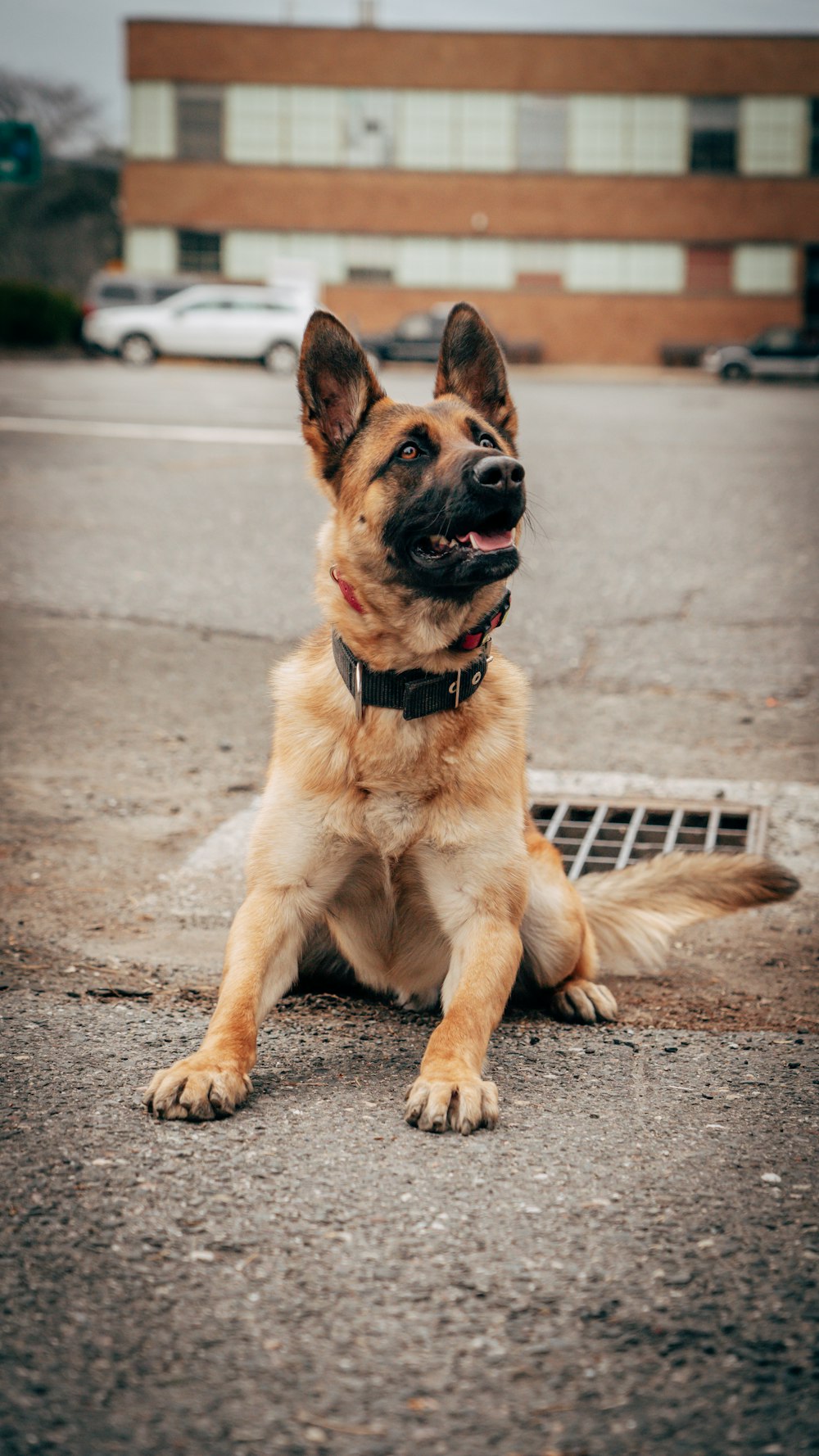 German Shepherd sitting alert in a parking lot.