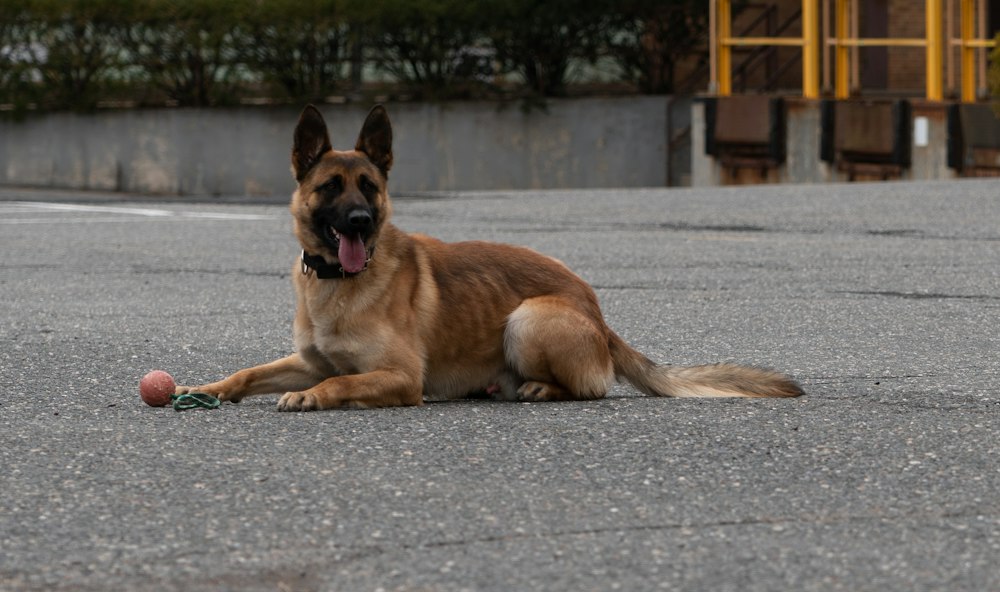 Working dog lying down with its reward ball.