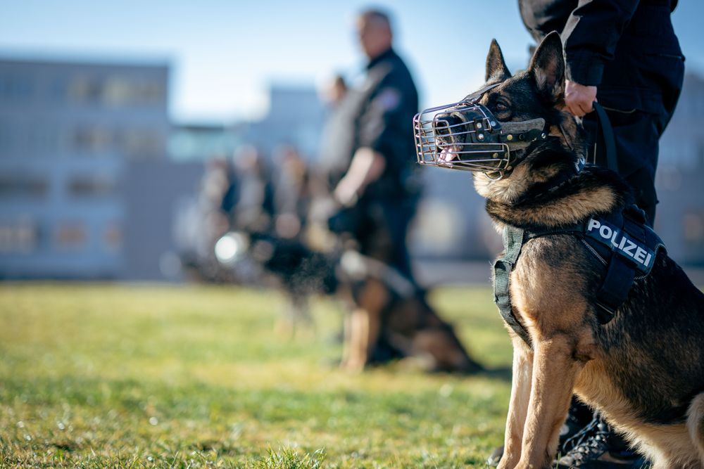 Muzzled German Shepherd in a police harness during an outdoor training session.