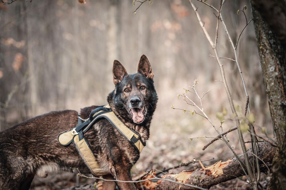 German Shepherd in a harness standing alert in a forest.