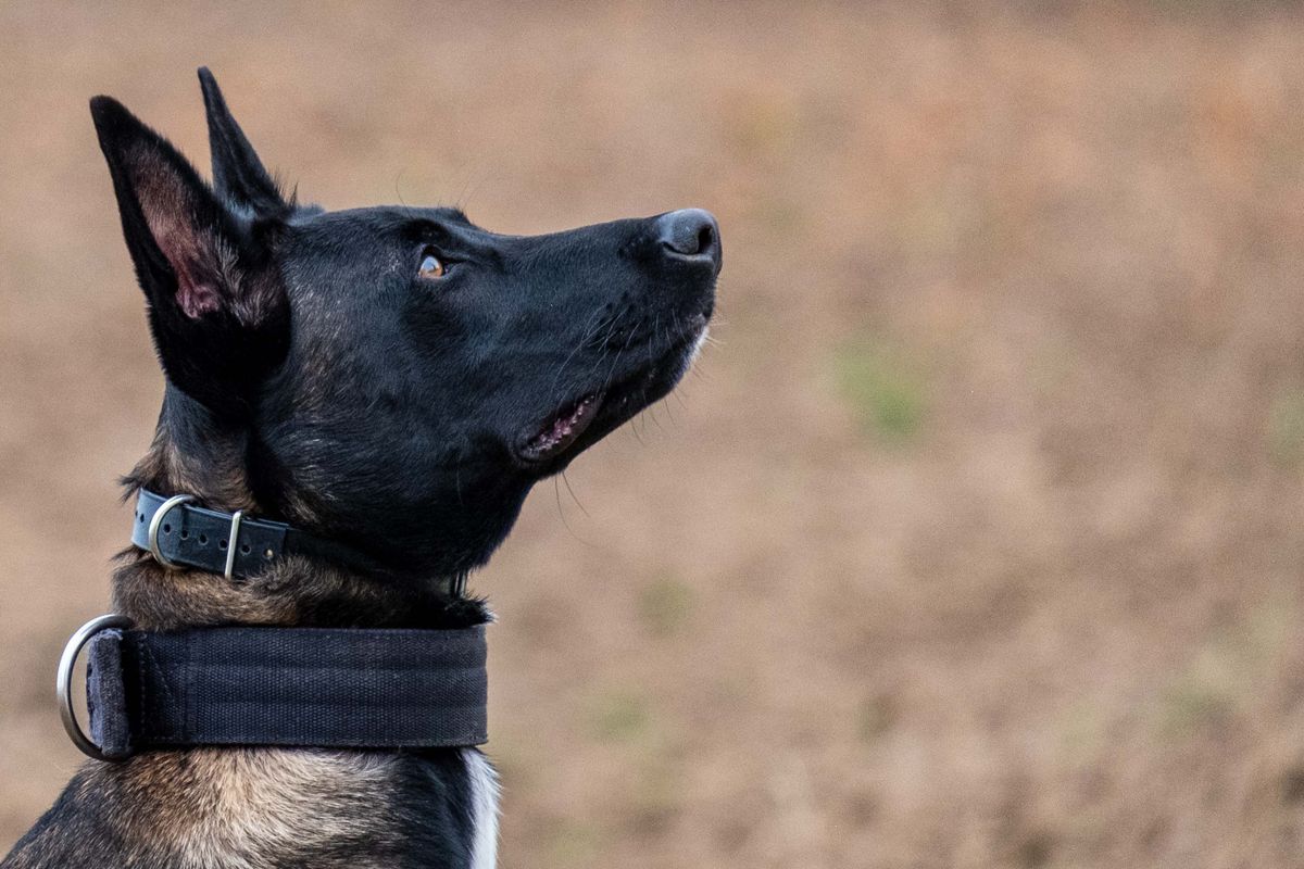 Belgian Malinois looking up at its handler.