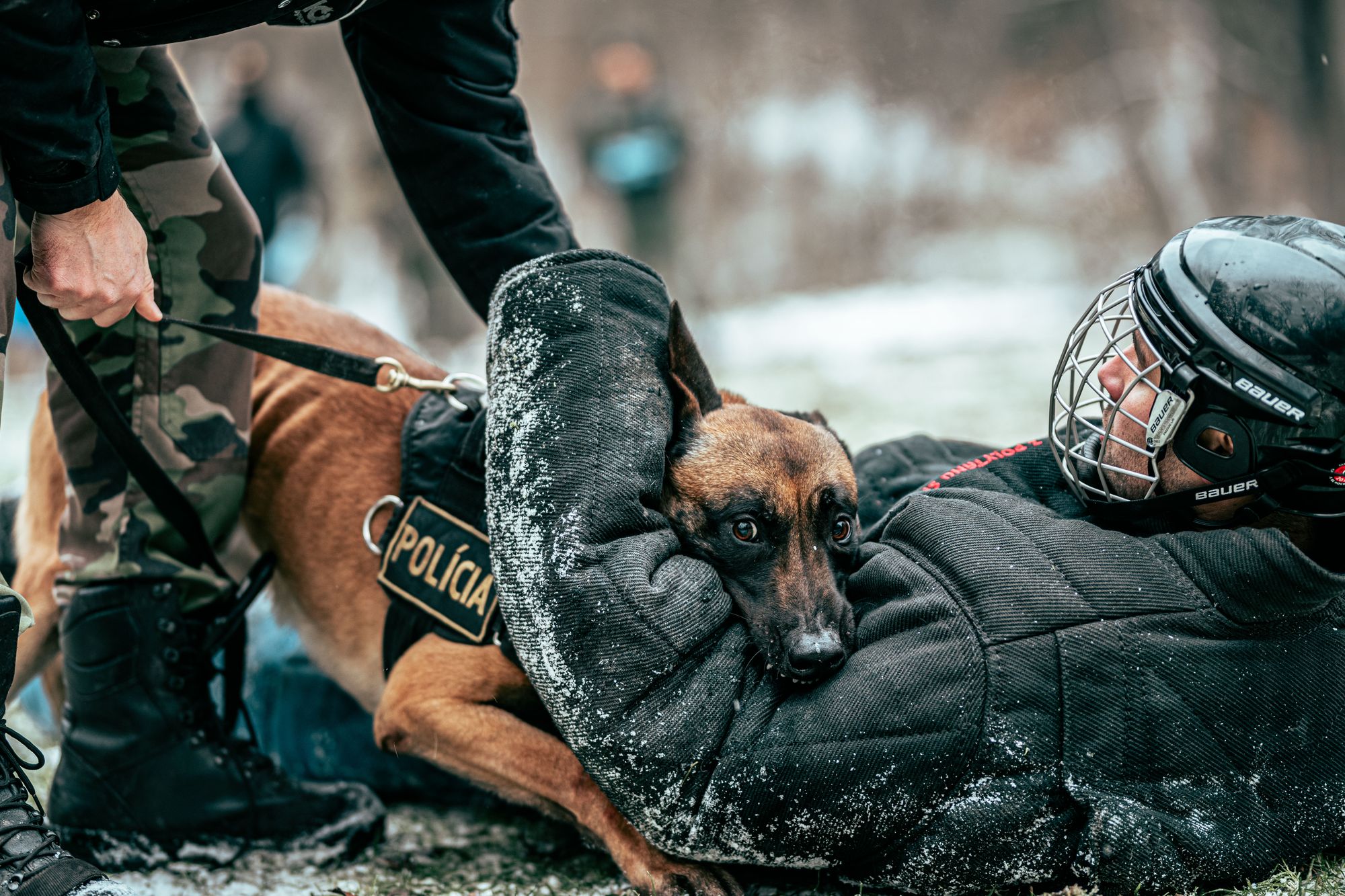 Police K9 team running bite work on a decoy during snowy field training.