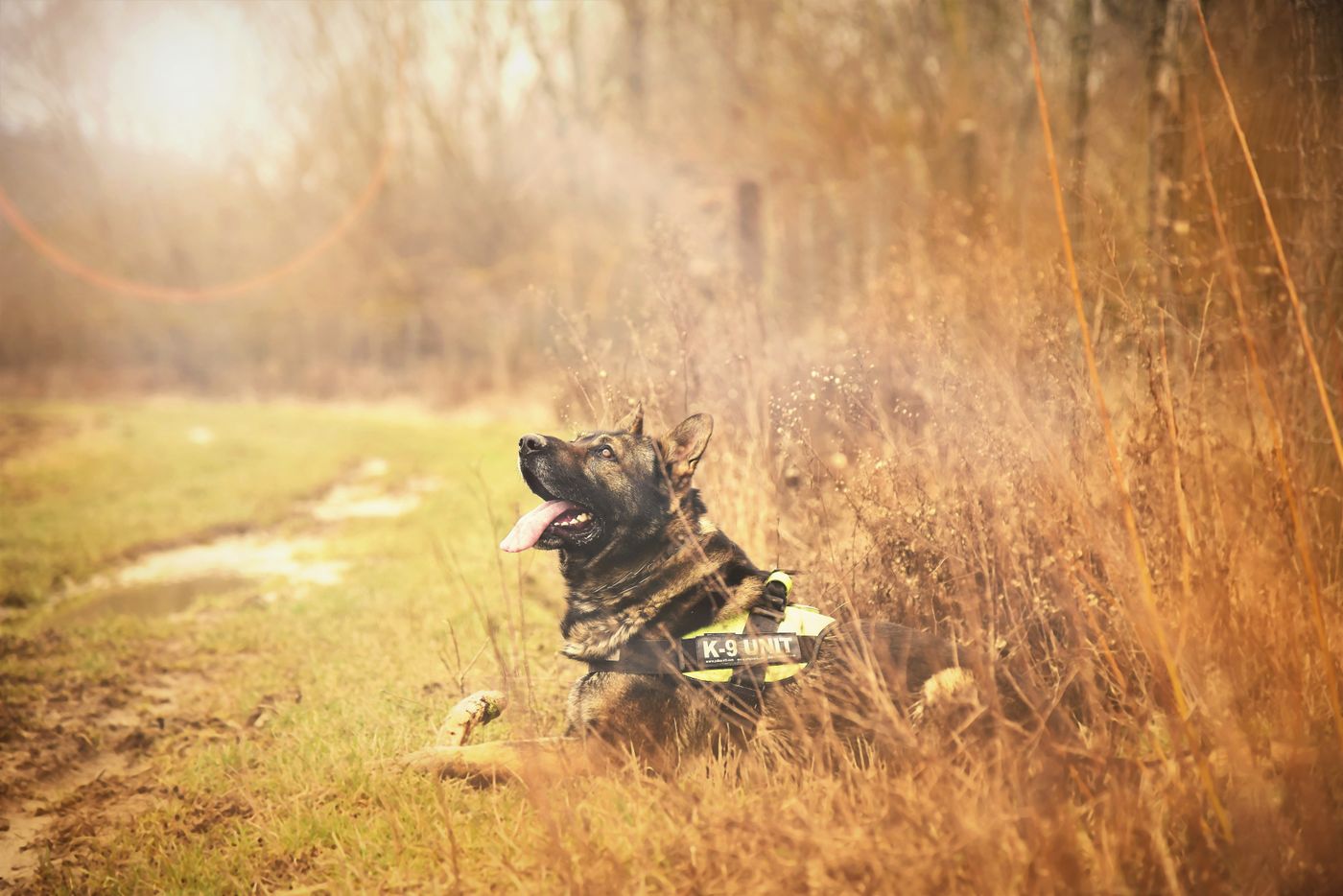 German Shepherd resting in a grassy field.