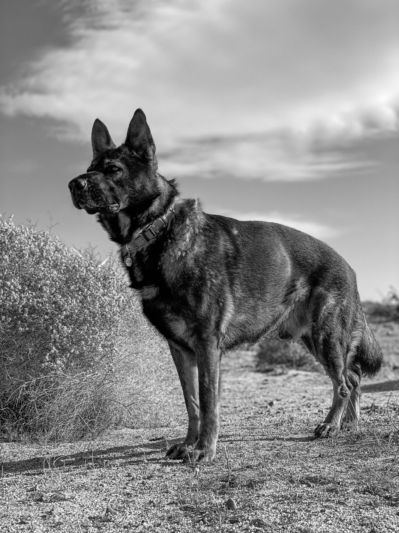 German Shepherd standing alert in an open field, in black and white.