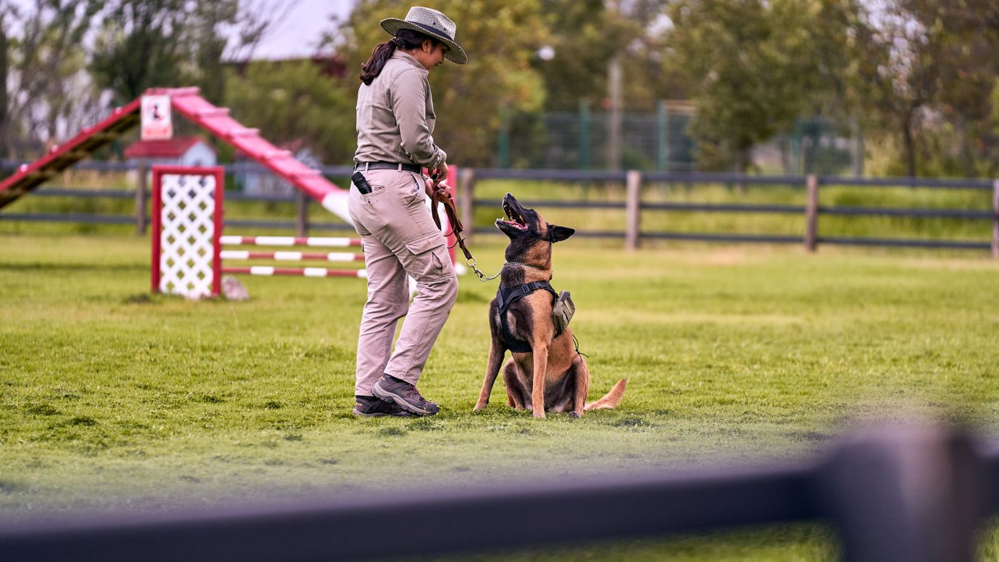Trainer running obedience work with a Belgian Malinois on a training field.