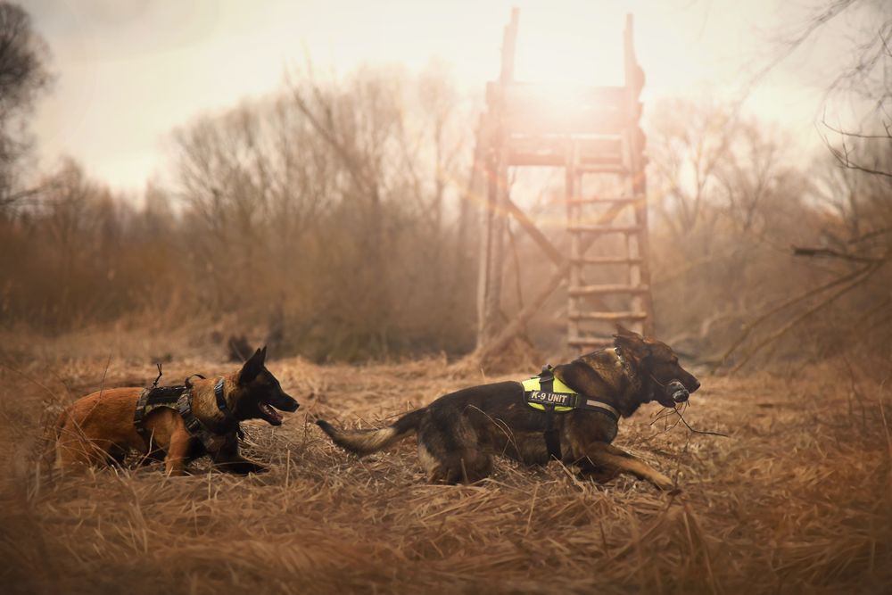 Two German Shepherds running across a grassy field.