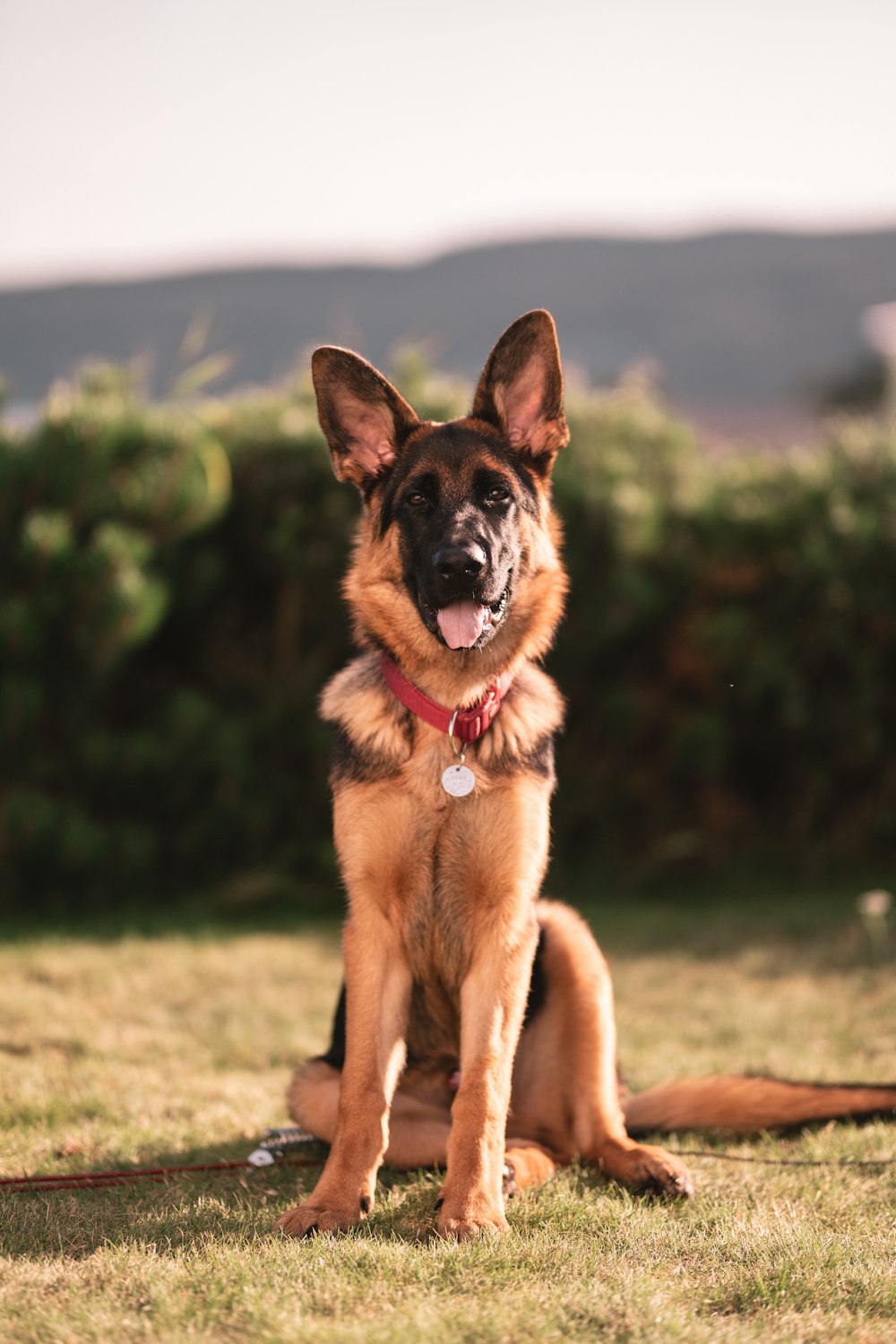 German Shepherd standing on a green field.
